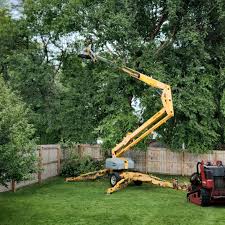 How Our Tree Care Process Works  in Woodcrest, CA